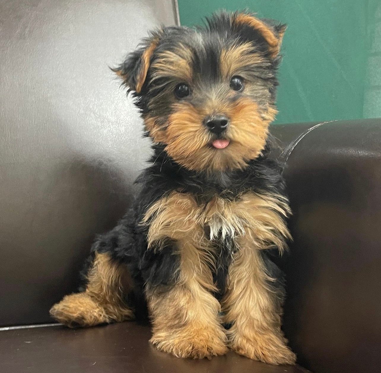 teacup-yorkie-breeders-teacup-yorkie-breeders-near-me