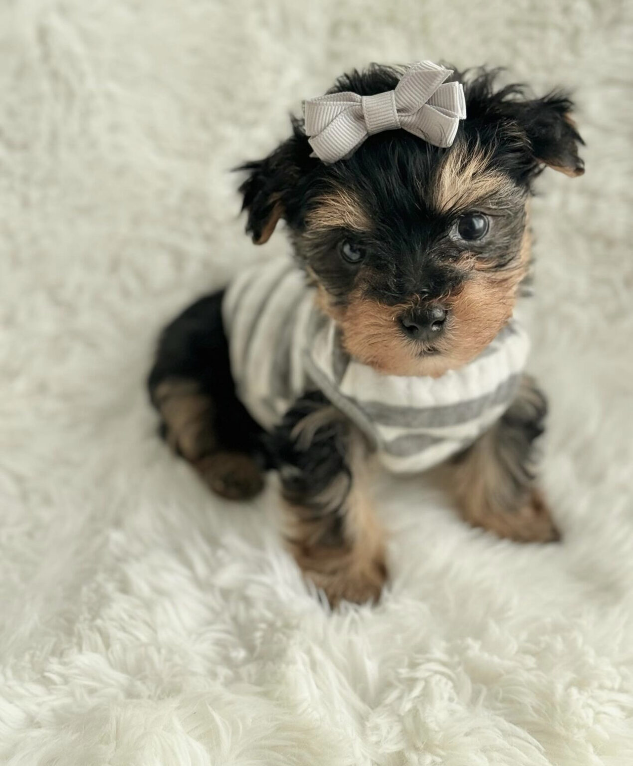 Teacup Yorkie for sale up to $400/Yorkies for sale under $500