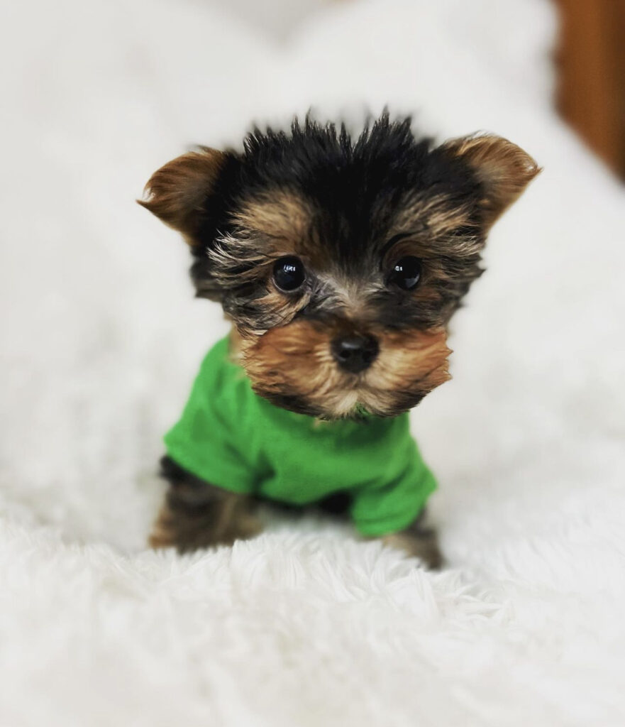 Teacup Yorkie For Sale Teacup Yorkies For Sale Teacup Yorkie IMG 7057 881x1024