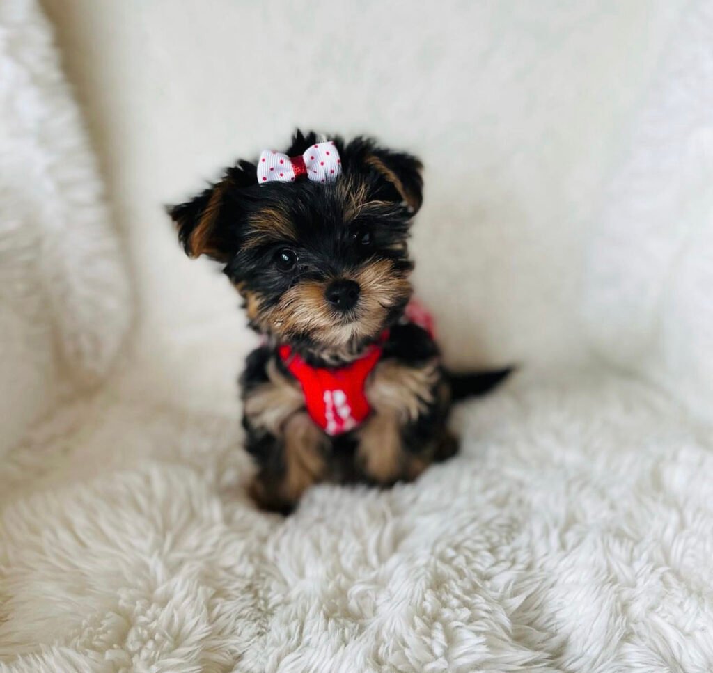 teacup-yorkie-for-sale-up-to-400-yorkies-for-sale-under-500
