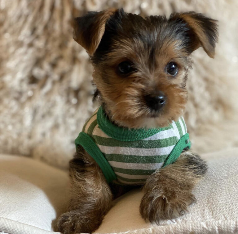 Teacup Yorkie for sale up to $400/Yorkies for sale under $500