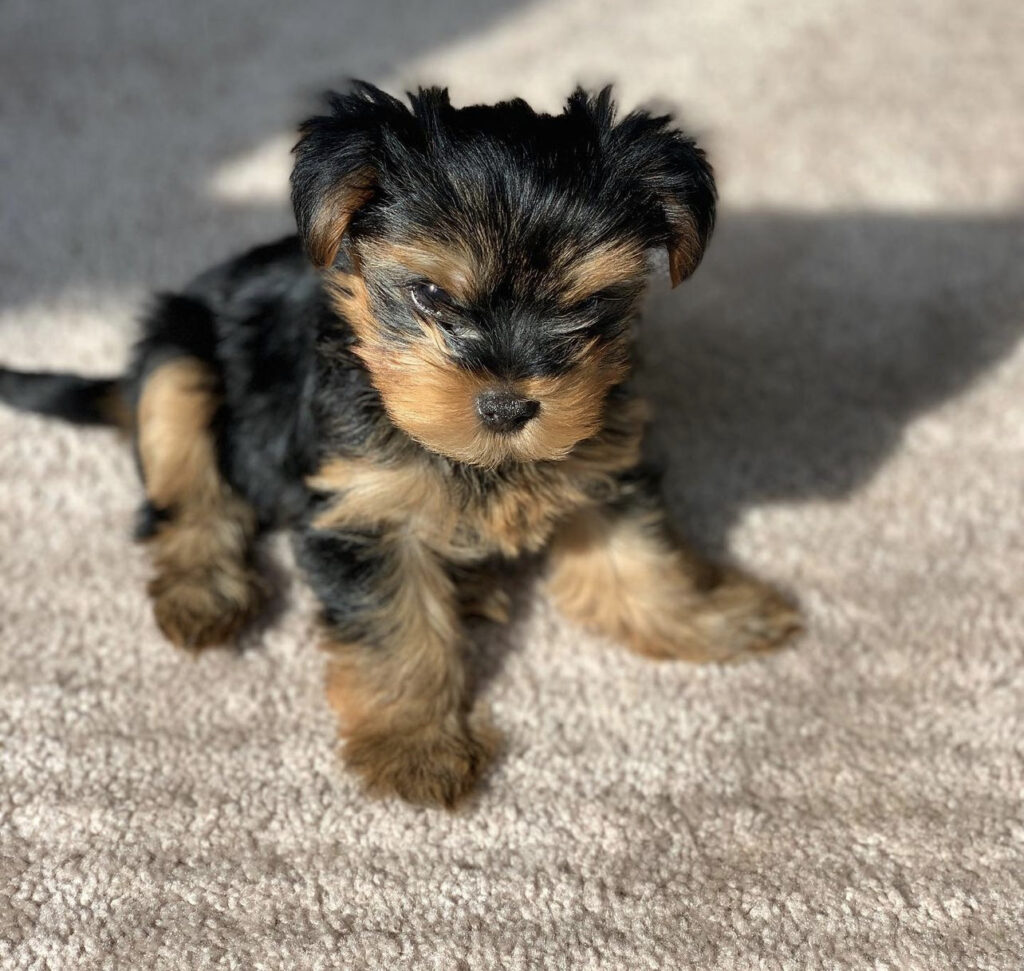 ricky-lovelypartiyorkies