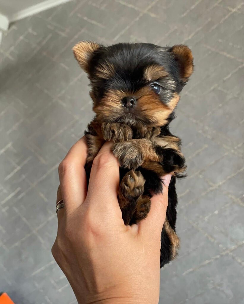 Teacup Yorkie for sale up to 400/Yorkies for sale under 500