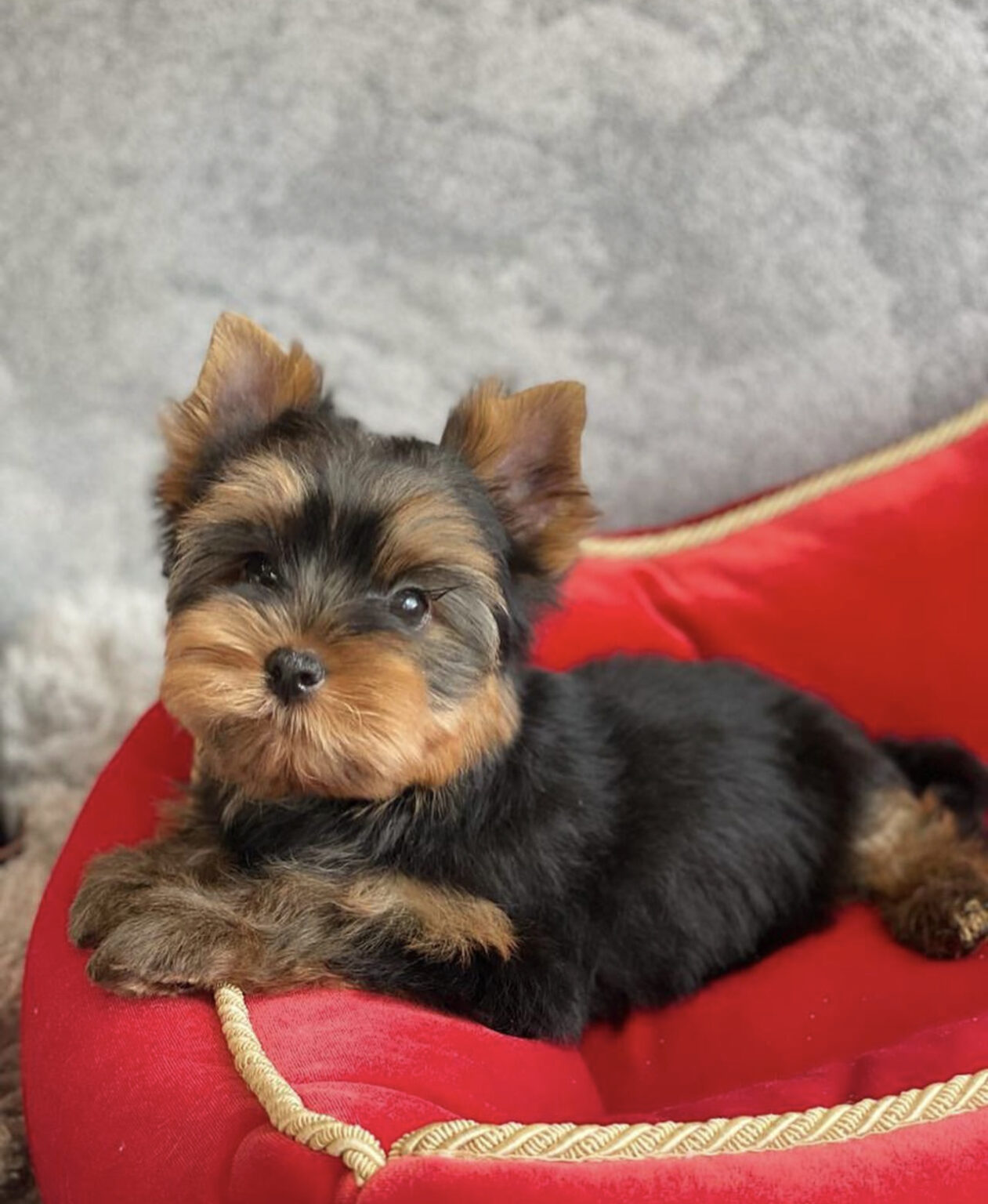 Teacup Yorkies For Sale In Raleigh Nc - 4rrhf86